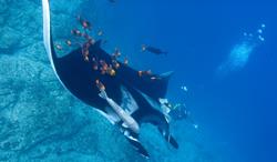 Socorro Aggressor Liveaboard - Mexico